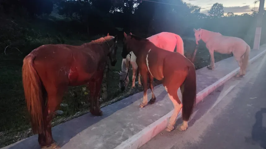 OS 4 cavalos foram recuperados