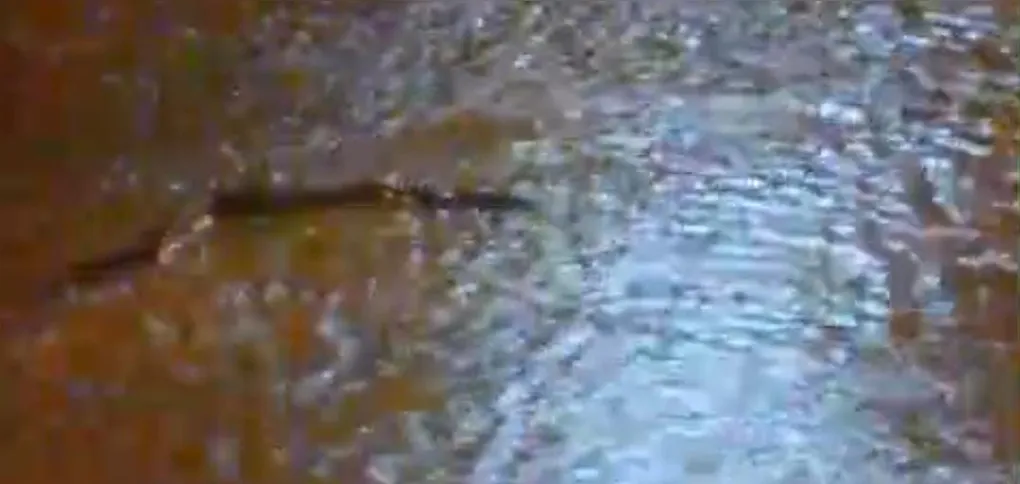 Cobras são arrastadas para a rua pelo acúmulo de água