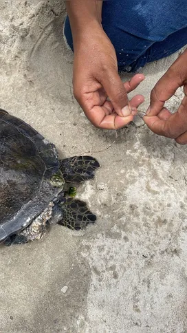 Banhistas também encontraram pedaço de nylon na nadadeira traseira da tartaruga