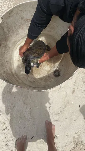 A quiosqueira Dayse Pires foi uma das que ajudou a socorrer o animal