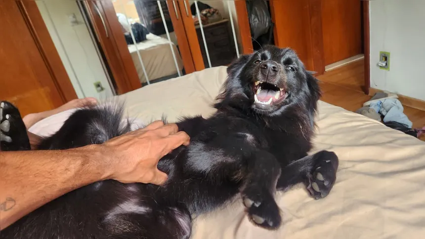 Cachorra Alice foi vista pela última vez nas proximidades da RJ-104