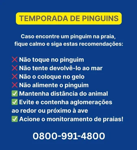 Procedimentos caso encontre um Pinguim em praias