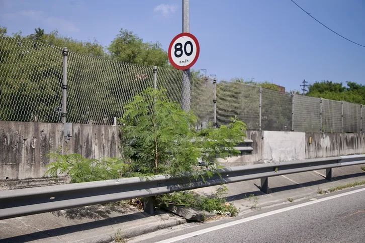 Árvore cresce entre a mureta que divide os dois sentidos da via