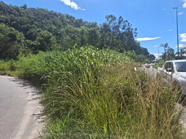 Mato alto preocupa motoristas