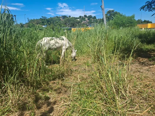 Um cavalo foi flagrado na área, pastando às margens da rodovia.