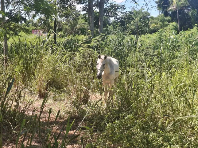 O animal chegou a se aproximar e perseguir a equipe