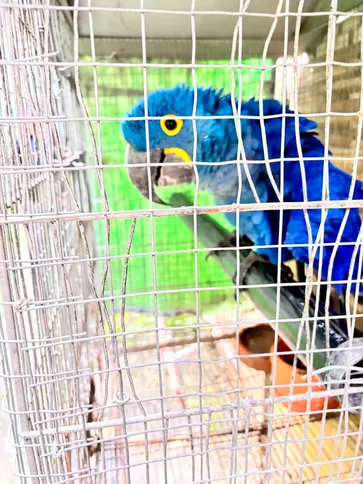 Arara Azul