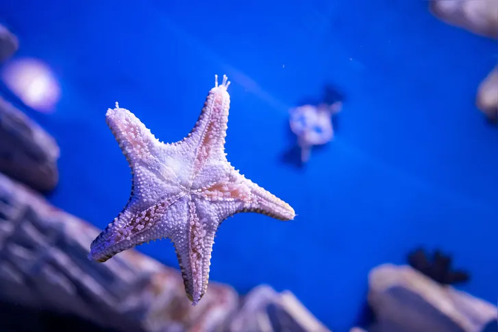 Personagens marinhos ganham vida em teatro de fantoches no AquaRio para animar as férias de julho