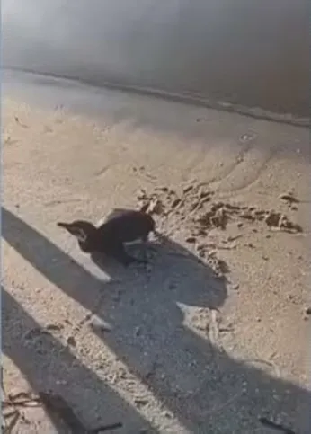 O animal foi localizado na faixa de areia