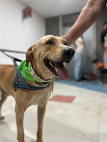 Desde o início da campanha, até agosto deste ano, 75 animais já encontraram uma nova família, número que reforça o impacto positivo da ação