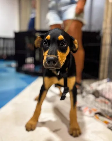 O público poderá conhecer os pets disponíveis para adoção e receber orientações de veterinários e voluntários sobre cuidados, adaptação e posse responsável