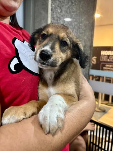 Imagem ilustrativa da imagem Shopping em Itaipu recebe Feira de Adoção Pet no próximo sábado (25)
