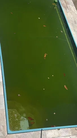 Sem água, moradores não conseguem limpar a piscina na residência