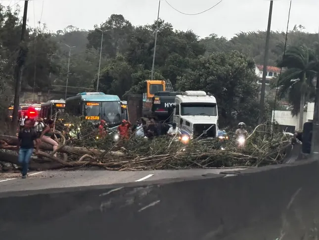 Queda de árvore na Rodovia Amaral Peixoto, na altura do Baldeador