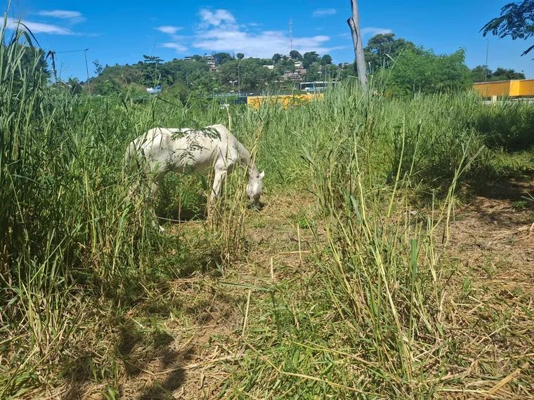 OSG faz por você: DER inicia limpeza na RJ-104 após denúncia de mato alto em Tribobó