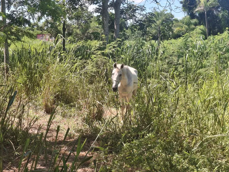 OSG faz por você: DER inicia limpeza na RJ-104 após denúncia de mato alto em Tribobó