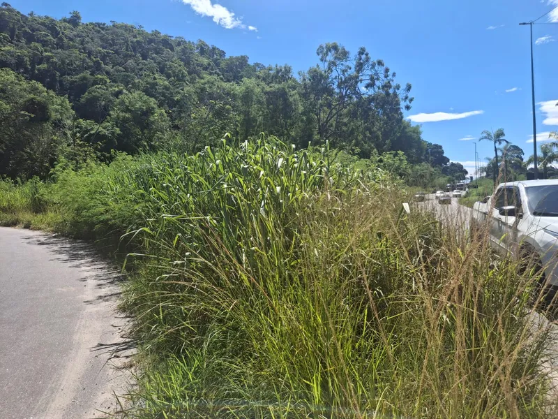 OSG faz por você: DER inicia limpeza na RJ-104 após denúncia de mato alto em Tribobó