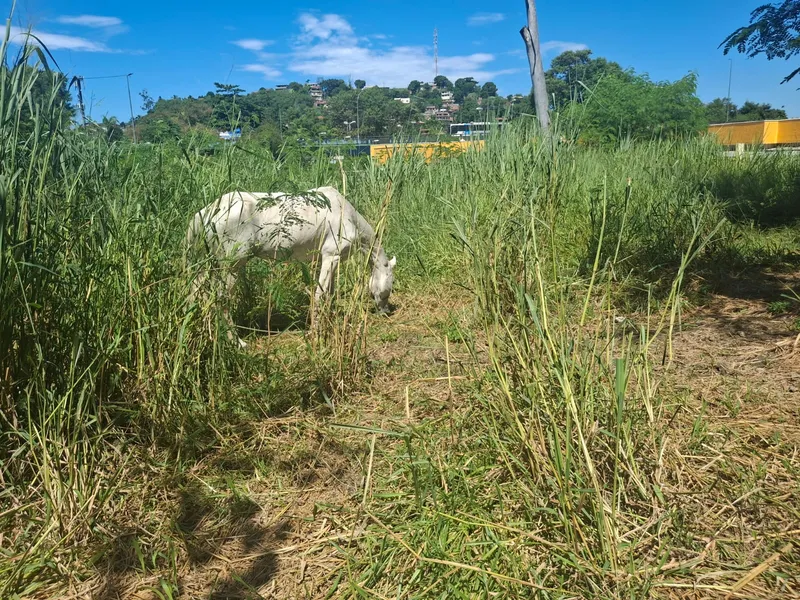 OSG faz por você: DER inicia limpeza na RJ-104 após denúncia de mato alto em Tribobó