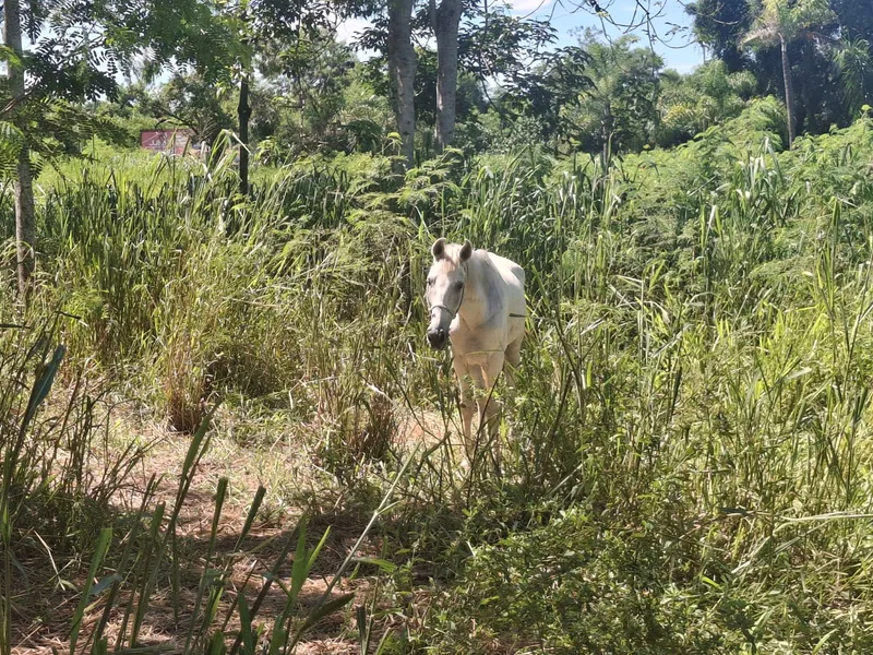 OSG faz por você: DER inicia limpeza na RJ-104 após denúncia de mato alto em Tribobó