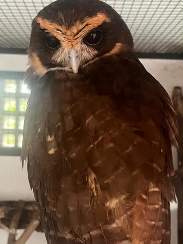 Vinculada à Secretaria de Meio Ambiente e Transportes da Prefeitura de São Gonçalo, a área de soltura atua no recebimento, manejo e reabilitação de animais silvestres