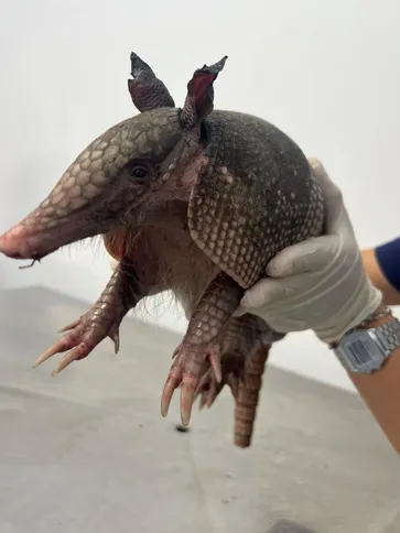 Outros 23 animais retornaram à natureza após avaliação técnica que confirmou condições adequadas para a soltura