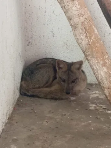Cachorro do mato resgatado pela ASAS
