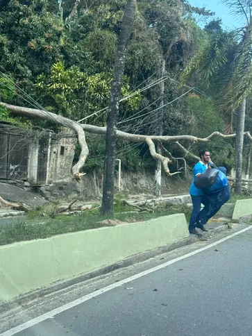 Árvore cai próximo à Pestalozzi, em Niterói