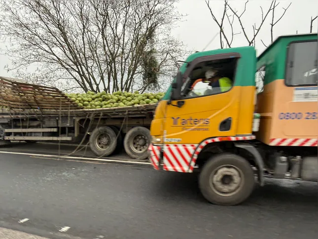 Imagem ilustrativa da imagem Caminhão perde carga de cocos após acidente no Salgueiro