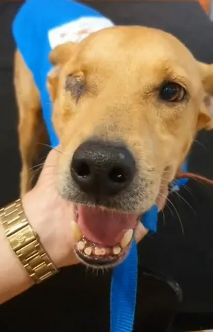 Will Pirata teve um dos olhos perfurados, mas não deixou de amar e buscar um lar