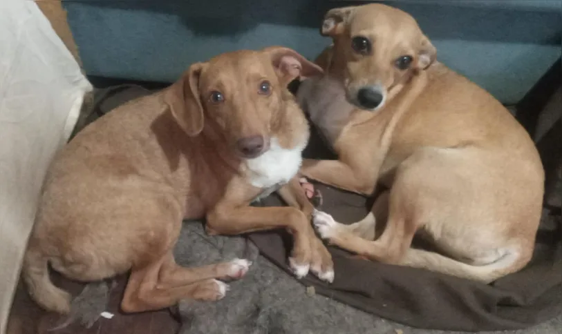Os irmãos Florzinha e Caramelo precisam ser adotados juntos pois são muito unidos