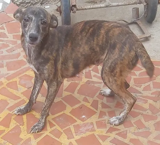 A Tigrinha foi devolvida após ser adotada, mas não perdeu a esperança de encontrar pessoas que a amem do jeito que levado de ser