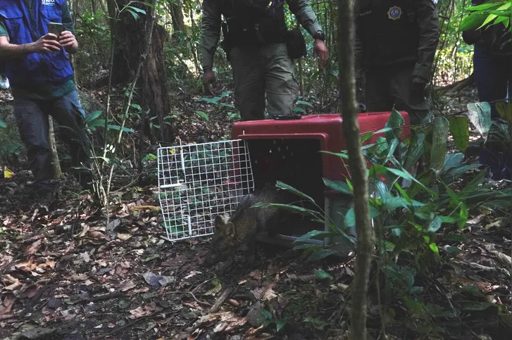 Imagem ilustrativa da imagem Dia da Defesa da Fauna destaca trabalho da ASAS na proteção de animais silvestres