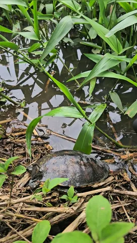 A soltura dos quatro animais ocorreu em uma área de vegetação nativa, previamente selecionada em parceria com a equipe do Parque Estadual da Serra da Tiririca.