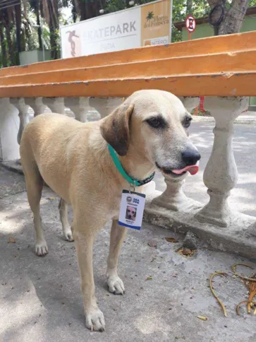 Imagem ilustrativa da imagem Secretário Estadual de Agricultura faz doações para animais de rua