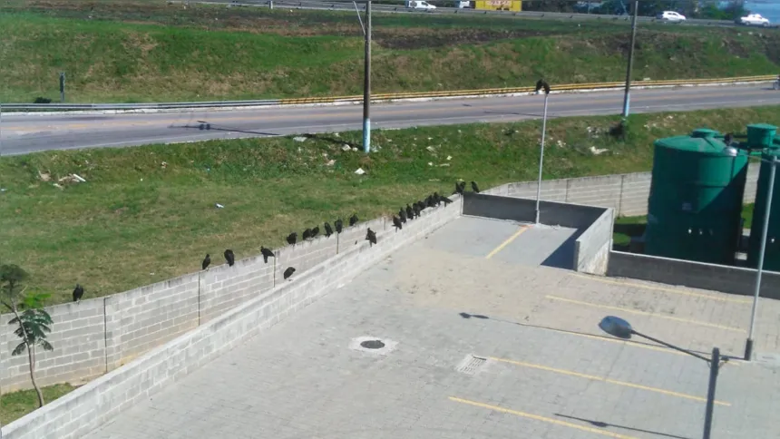 Os urubus ficam no muro do condomínio e podem transmitir doenças para as pessoas 