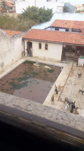 A jovem mostrou a piscina da casa e disse que os cachorros bebem a água do local