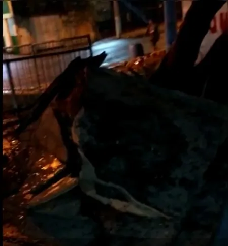 Uma árvore caiu no Paraíso 
