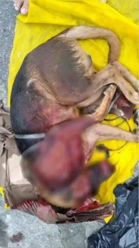 Animal foi morto com dois tiros na cabeça 