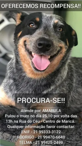 Dona de Amarula disse que não vai desistir até encontrar a cadela