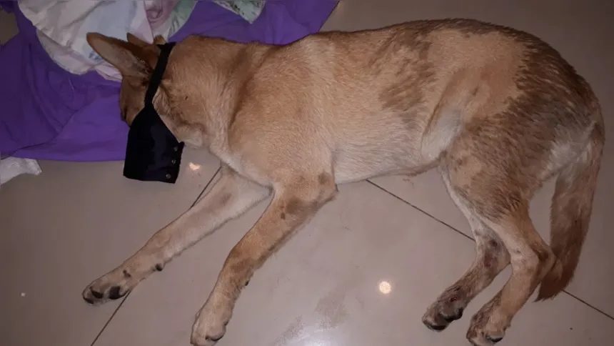 A cadela foi atropelada no Mutondo 