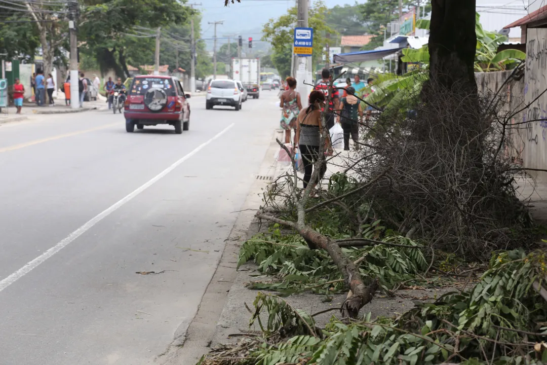 Além de ruas inundadas, chuva com vento derrubou árvores 