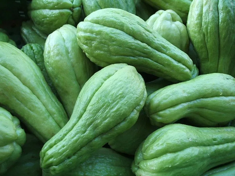 O chuchu, que caiu 27,68% esta semana, custa cerca de R$2,71