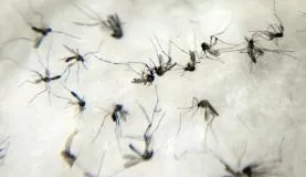 Imagem ilustrativa da imagem Zika: negado pedido aos cientistas para adiar a RIO 2016