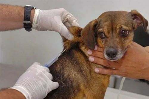 Mais de 13 mil cães e mil gatos devem ser vacinados durante a campanha no próximo dia 18