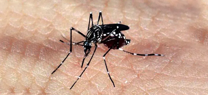 Mosquito Aedes aegypti, responsável pela transmissão dos vírus da dengue, febre chikungunya e Zika 