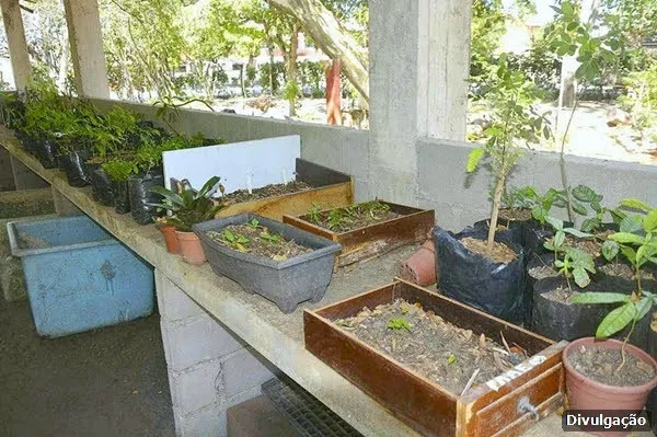 A série de eventos prevê o plantio de várias espécies nativas
