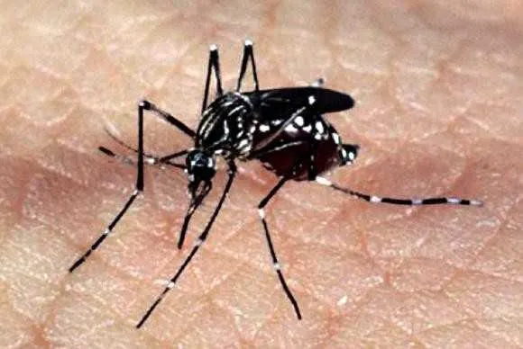 Imagem ilustrativa da imagem Ministério da Saúde no combate a zika