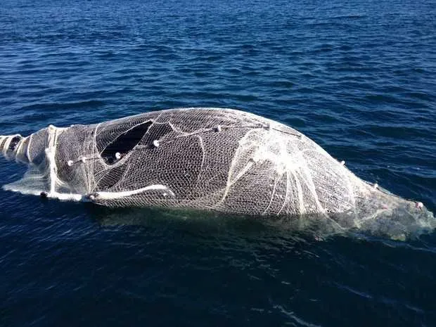 Imagem ilustrativa da imagem baleia morta em Arraial