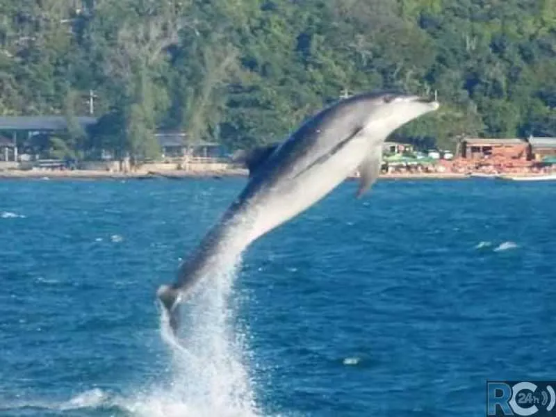 Animais saltaram e deram piruetas para a alegria dos banhistas