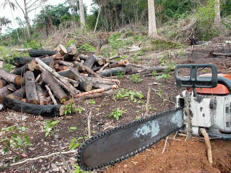 Imagem ilustrativa da imagem Brasil é líder em mortes ambientais